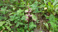 Orobanche owerinii
