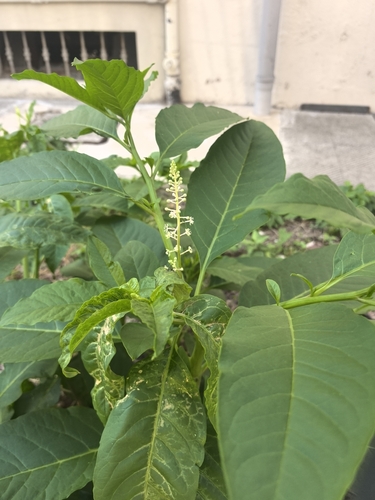 American pokeweed
