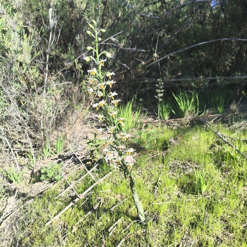 Gavilea longibracteata, photograph 3
