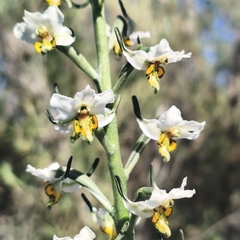 author not stated, no rights reserved Gavilea longibracteata, photograph author not stated, no rights reserved