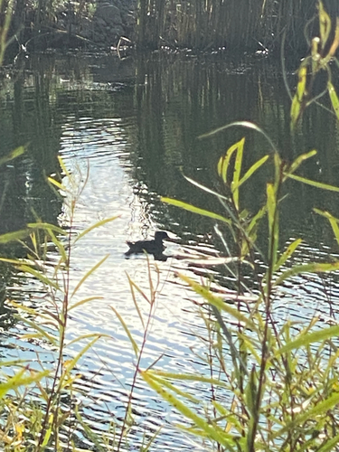 Hooded Merganser