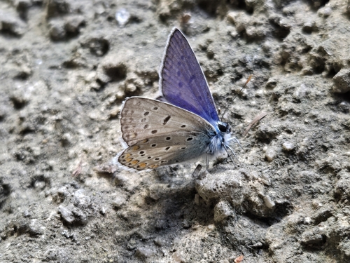 Common Blue