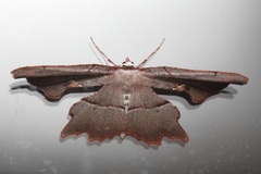 Proboloptera embolias