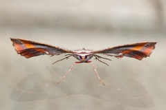 Proboloptera embolias