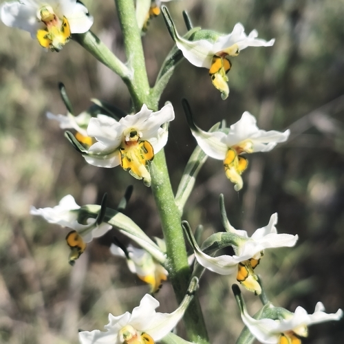 Gavilea longibracteata, photograph 5