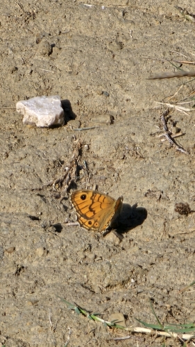 Wall Brown