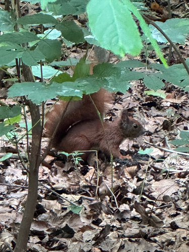 Eurasian Red Squirrel