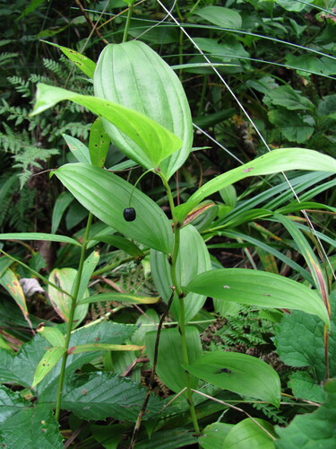 Disporum viridescens, 2026-08-04