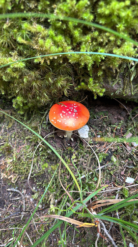 Fly Agaric