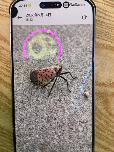 Spotted Lanternfly