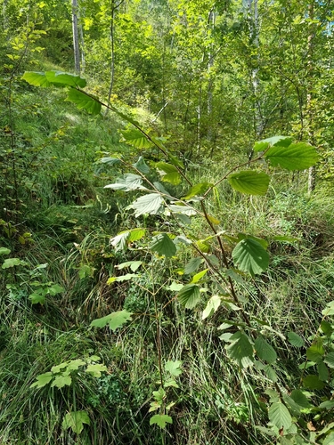 common hazel