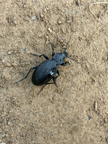 Leather Beetle