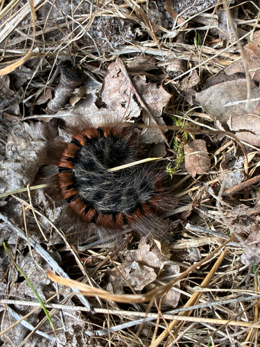 Fox Moth