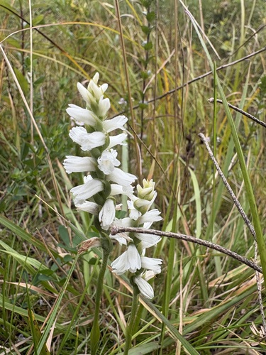 nodding ladies' tresses