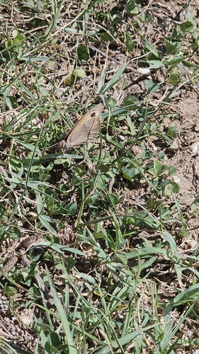 Meadow Brown