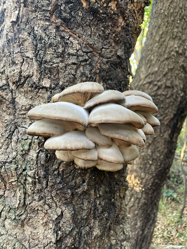 Pleurotus ostreatus — (c) 大澤風季 ohsawa_Fuki, some rights reserved (CC BY)