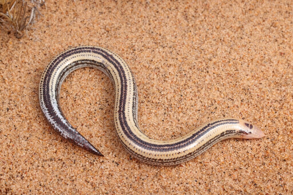 Johnson's Blind Dart Skink