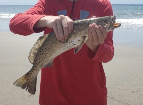 Spotted Seatrout