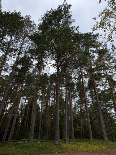 Scots pine