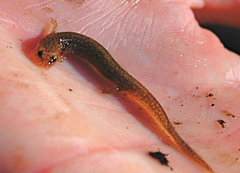 Eurycea neotenes