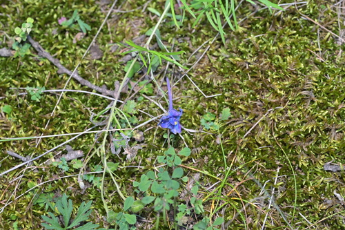 Siberian larkspur