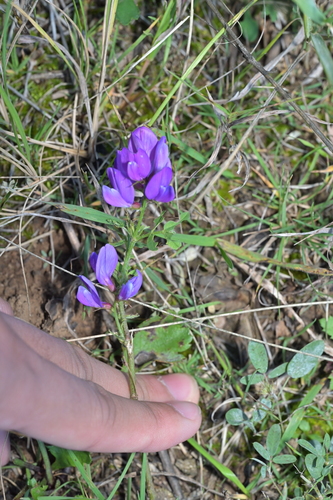 Astragalus davuricus