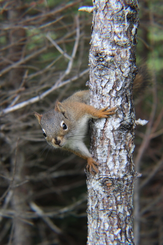 American Red Squirrel