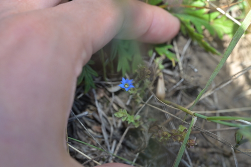 Gentiana squarrosa