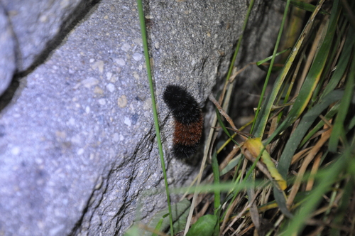 Isabella Tiger Moth