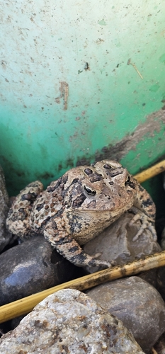 American Toad