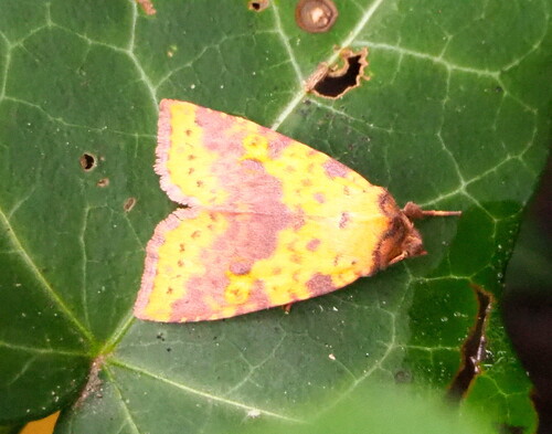 Pink-barred Sallow