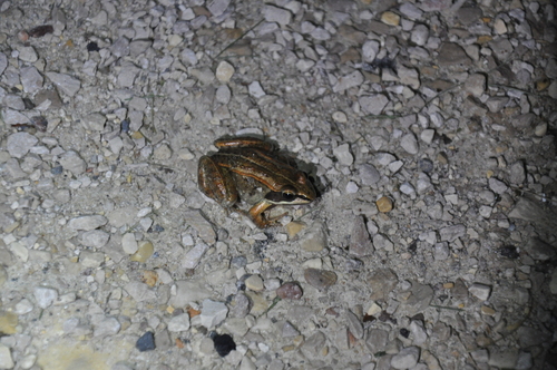 Wood Frog
