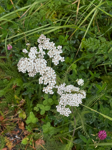 common yarrow
