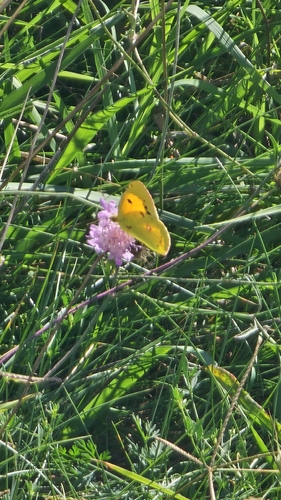 Clouded Yellow