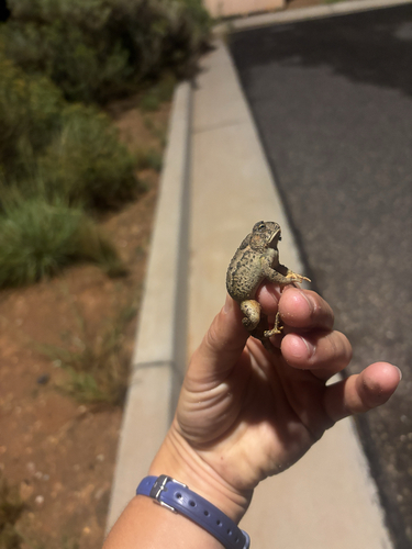 Woodhouse's Toad