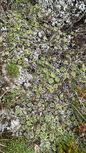 Livelong Saxifrage