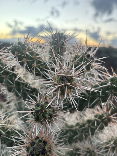 Cylindropuntia whipplei whipplei