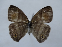 Cissia pseudoconfusa