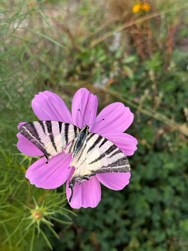 Scarce Swallowtail