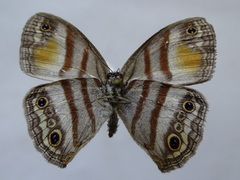 Cissia pseudoconfusa