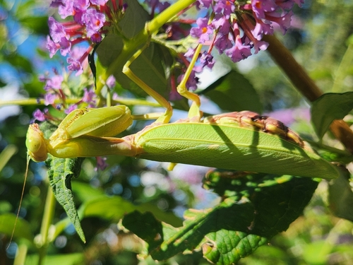 Transcaucasian Giant Mantis