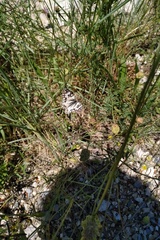 Melanargia occitanica