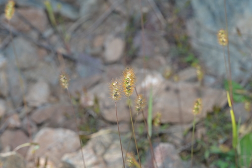 yellow foxtail