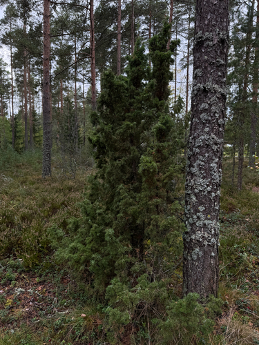 common juniper