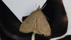 Anania fuscalis