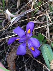 Iris verna