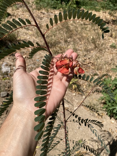 Sesbania punicea, photograph 1