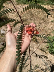 Sesbania punicea