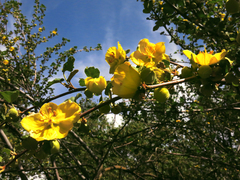 Fremontodendron californicum