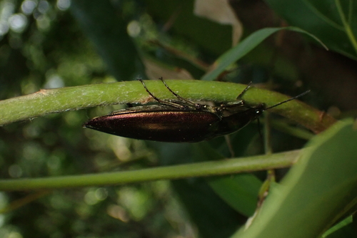 Campsosternus auratus